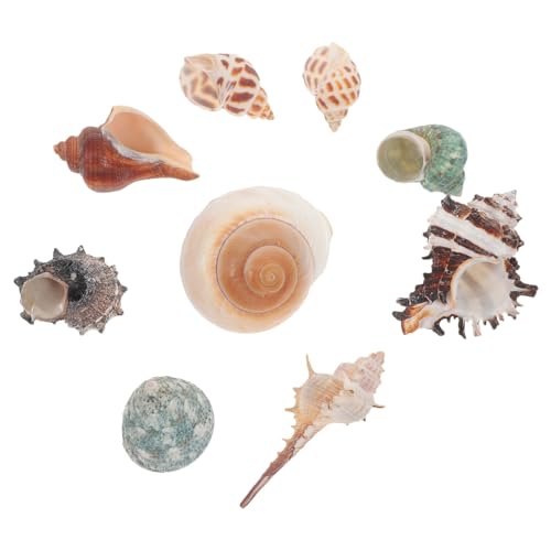 POPETPOP 6 Sätze Muschel des Einsiedlerkrebses Muscheln Von Einsiedlerkrebsen Schädel Eines Einsiedlerkrebses Aquariumpflanzen Muschelornamente Aquarium-Ornamente Fisch Hülse 9 Stück * 6 von POPETPOP