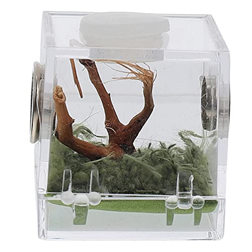 POPETPOP Kasten Springspinnen-zuchtbox Reptilien Terrarienbehälter Terrariennebler Glasbehälter Für Terrarien Terrarienbecken Glas-Container Terrarium Acryl Landschaftsbox Insekt POPETPOP Kasten Springspinnen-zuchtbox Reptilien Terrarienbehälter Terrariennebler Glasbehälter Für Terrarien Terrarienbecken Glas-Container Terrarium Acryl Landschaftsbox Insekt von POPETPOP