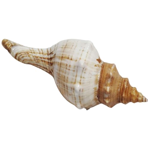 POPETPOP Aquarium Dekoration Exquisite Conch Handwerk Conch für Aquarium Landschaft Glatte Kanten POPETPOP Aquarium Dekoration Exquisite Conch Handwerk Conch für Aquarium Landschaft Glatte Kanten von POPETPOP