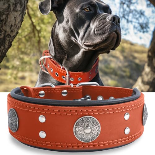 Leder-Hundehalsband, 5,1 cm breit, strapazierfähig, echtes Leder, handgefertigt, weich und luxuriös, ein Blickfang, beste Wahl für große und mittelgroße Hunde, Orange, 49,5–59,7 cm von PP COLOR