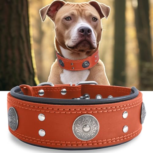 Leder-Hundehalsband, 5,1 cm breit, strapazierfähig, echtes Leder, handgefertigt, weich und luxuriös, ein Blickfang, beste Wahl für große und mittelgroße Hunde, Orange, 57,1–67,3 cm von PP COLOR