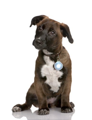 LED Leuchtanhänger in Weiss für Hunde Katzen UVM. Leuchthalsband Led Hundehalsband Hundeanhänger Halsband Anhänger LED Leuchtanhänger in Weiss für Hunde Katzen UVM. Leuchthalsband Led Hundehalsband Hundeanhänger Halsband Anhänger von PRECORN