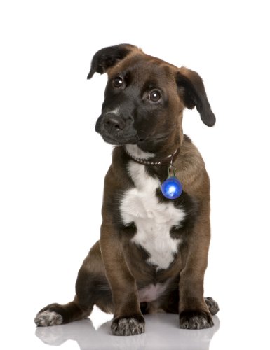 LED Leuchtanhänger in blau für Hunde Katzen UVM. Leuchthalsband Led Hundehalsband Hundeanhänger Halsband Anhänger LED Leuchtanhänger in blau für Hunde Katzen UVM. Leuchthalsband Led Hundehalsband Hundeanhänger Halsband Anhänger von PRECORN