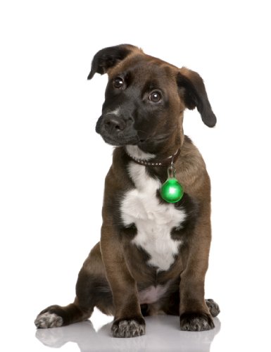 LED Leuchtanhänger in grün für Hunde Katzen UVM. Leuchthalsband Led Hundehalsband Hundeanhänger Halsband Anhänger LED Leuchtanhänger in grün für Hunde Katzen UVM. Leuchthalsband Led Hundehalsband Hundeanhänger Halsband Anhänger von PRECORN