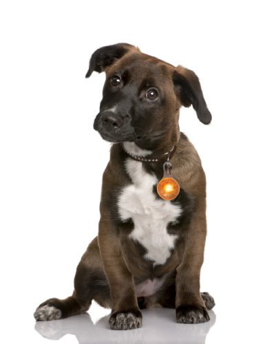 LED Leuchtanhänger in orange für Hunde Katzen UVM. Leuchthalsband Led Hundehalsband Hundeanhänger Halsband Anhänger LED Leuchtanhänger in orange für Hunde Katzen UVM. Leuchthalsband Led Hundehalsband Hundeanhänger Halsband Anhänger von PRECORN