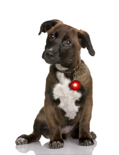 LED Leuchtanhänger in rot für Hunde Katzen UVM. Leuchthalsband Led Hundehalsband Hundeanhänger Halsband Anhänger LED Leuchtanhänger in rot für Hunde Katzen UVM. Leuchthalsband Led Hundehalsband Hundeanhänger Halsband Anhänger von PRECORN