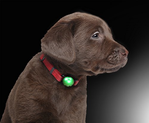 PRECORN LED Leucht-Anhänger grün für Hunde-Halsband Hundeleine Leuchthalsband Hund Haustier Katzen von PRECORN