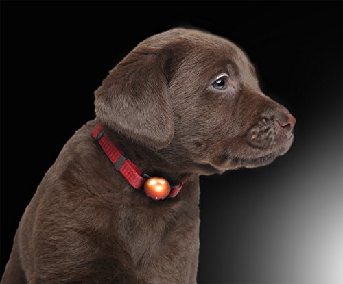 PRECORN LED Leuchtanhänger Silikon Leuchthalsband Led Hundehalsband in rot von PRECORN