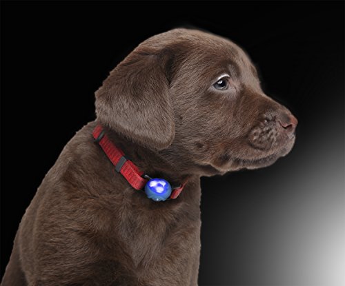 LED Silikon Leuchtanhänger inkl. Batterie Leuchthalsband für Hund Haustier Katze UVM. Led Hundehalsband in blau von der Marke PRECORN von PRECORN
