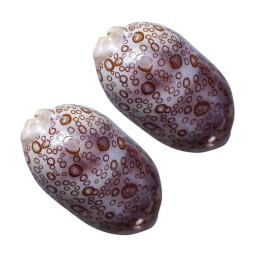 PRETYZOOM 2stücke Kaurimuscheln Zum Basteln Kleine Muscheln Für Tischdekorationen Meeresperlen Zum Dekorieren Muschel Zum Schmuckherstellen Winzige Muscheln Für DIY-projekte von PRETYZOOM