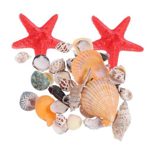 PRETYZOOM Strandmuscheln Für Aquarien Mikrolandschaftsdekor Mit Meeresschnecken Natürliche Muscheln Für DIY Handwerk von PRETYZOOM