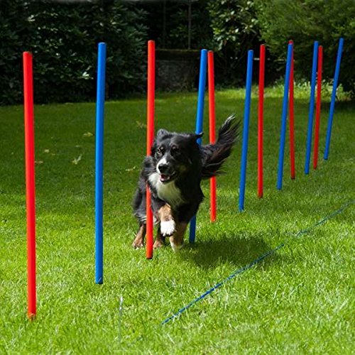 Dog Agility Slalom von PROCYON