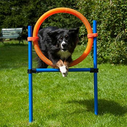 Dog Agility Sprungring von PROCYON