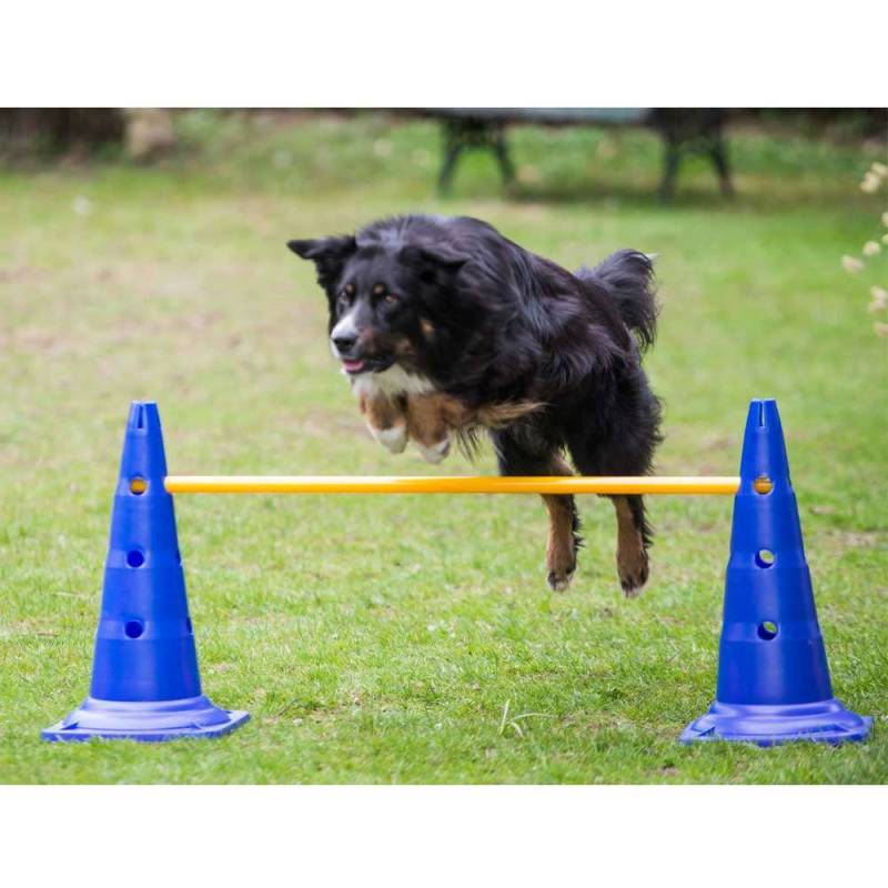 PROCYON Agility 3er Set Pylonen-Hürden (50cm) + Sprungring von PROCYON