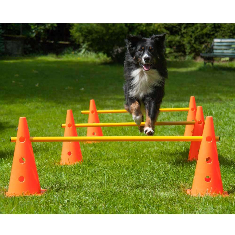 PROCYON Agility 3er Set Pylonen-Hürden - 38 cm PROCYON Agility 3er Set Pylonen-Hürden - 38 cm von PROCYON
