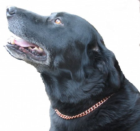 PROEXL Kupfer-Magnettherapie-Hundehalsband, nach Maß aus massivem Kupfer, mit Magneten, 40,6 cm PROEXL Kupfer-Magnettherapie-Hundehalsband, nach Maß aus massivem Kupfer, mit Magneten, 40,6 cm von PROEXL