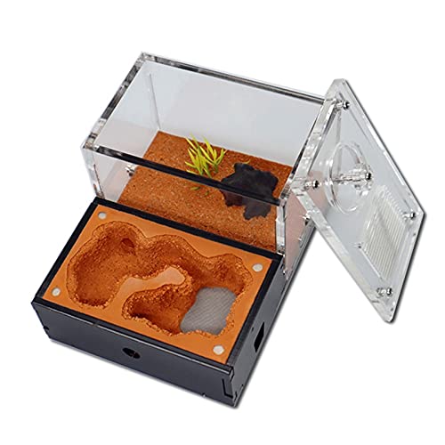 PacuM Ant Farm Acrylic Workshop Plaster Ant Nest Natural Ecological Ant Farm Pet Anthill Mania House Workshop Ant Feeding Box Gift von PacuM