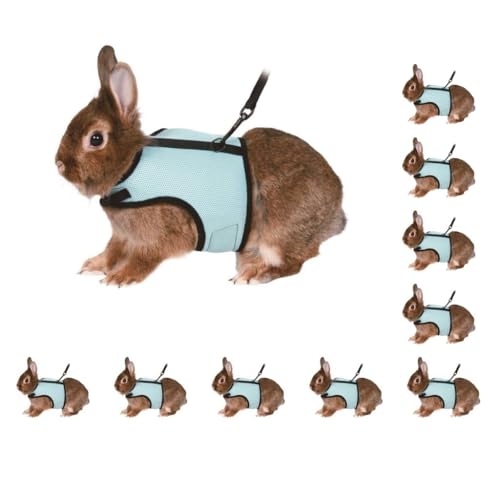 10er-Set Nylon-Weste, verstellbarer Brustgurt für Haustiere, Outdoor, Kleintiere, Geschirr, Leine, Zugseil, Haustierbedarf, Blau, Größe XL 10er-Set Nylon-Weste, verstellbarer Brustgurt für Haustiere, Outdoor, Kleintiere, Geschirr, Leine, Zugseil, Haustierbedarf, Blau, Größe XL von Paowsietiviity