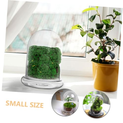 Parliky Glas Terrarium mit Deckel Großes Bell Jar Dome Landschaftsgefäß Klarer Pflanzbehälter für DIY Moos Ökosystem Dekorative Glasvase für Zimmer Büro und Garten von Parliky