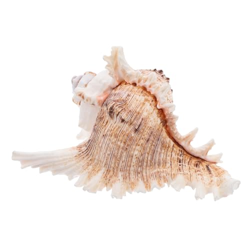 PartyKindom Natürliche Muschelschale Zum Basteln Dekoration Für Hochzeiten Aquarium Strandparty Große Muscheln Für Küstendekor Und DIY-projekte von PartyKindom