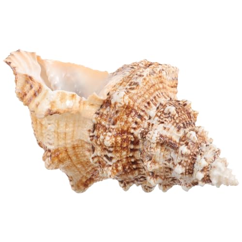 PartyKindom Natürlicher Muscheltopf für Sukkulenten und Kakteen Dekorative Conch Schale für Tisch und Garten DIY Blumentopf Meeresdekoration für Zuhause und Bastelprojekte PartyKindom Natürlicher Muscheltopf für Sukkulenten und Kakteen Dekorative Conch Schale für Tisch und Garten DIY Blumentopf Meeresdekoration für Zuhause und Bastelprojekte von PartyKindom