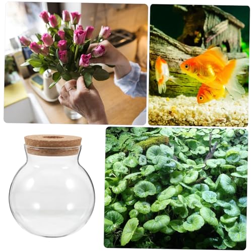 PartyKindom Terrarium mit Korkdeckel Kleines Transparentes Hydroponik Glasgefäß für Moos Sukkulenten und Luftpflanzen Dekoratives Mikrolandschafts Vasen für Zuhause und Büro von PartyKindom