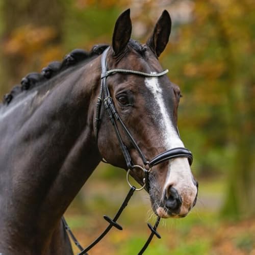 Passier Trense Confidence schwarz han. Reithalfter große Premium Crystalle Warmblut (Full) von Passier