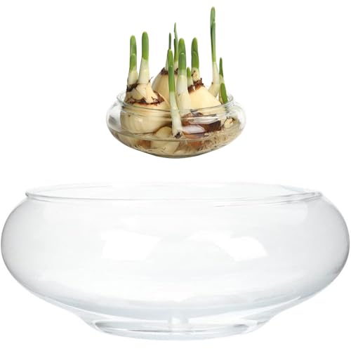 Lotus Bowl Pflanzer, 6 Zoll runde Glaslotusschale, klarer Terrariumfische, hydroponische Wasserlily -Schalen für Innenministeriumdekorationen von Pastoralist