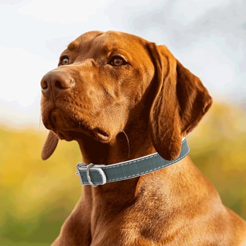 Hundehalsband aus PU-Leder, robust, verstellbar, leicht, ideal für Spaziergänge und Training. von Patapalooza