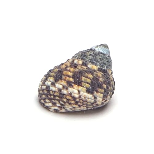 Patapalooza Dekorative Muscheln, Verschiedene Formen und Farben, ideal für Dekoration, Basteln und Aquaristik. von Patapalooza