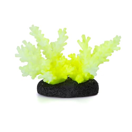 Patapalooza Fluoreszierende Korallen: Lebendige Farben, leuchtende Eigenschaften, ideal für Aquarien und Wassergärten, verbessern die Ästhetik und Artenvielfalt. Patapalooza Fluoreszierende Korallen: Lebendige Farben, leuchtende Eigenschaften, ideal für Aquarien und Wassergärten, verbessern die Ästhetik und Artenvielfalt. von Patapalooza