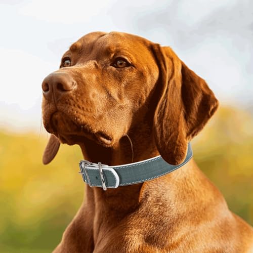 Robustes PU-Lederhalsband für Hunde, verstellbar und langlebig, ideal für Spaziergänge und Training mit Haustieren. von Patapalooza