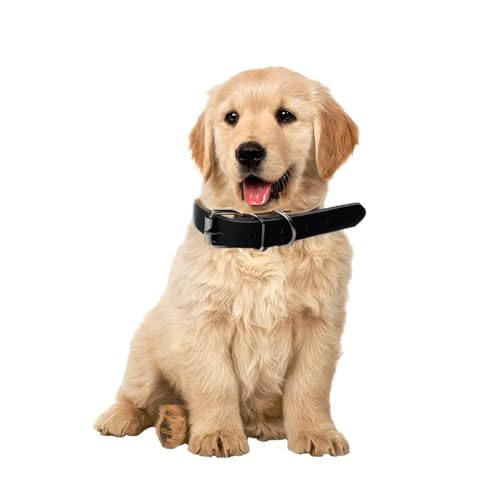 Hundehalsband aus Leder, breites und dickes Halsband mit weicher Polsterung, verstellbares Hundehalsband aus strapazierfähigem Leder für kleine, mittlere und große Hunde (L, Schwarz) von Patitas Shop