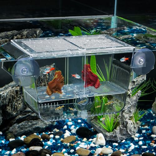 Pawfly Aquarium Fischbrutkasten Aquarium Brutkasten mit 6 Saugnäpfen Acryl Brutkasten für Baby Fische Garnelen Betta Medium Eingewöhnung Isolationsbox für Aggressive Fische Guppy Platy von Pawfly