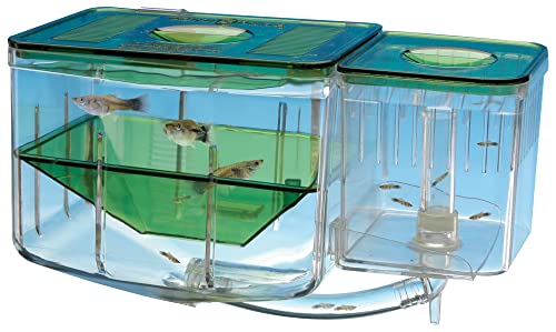 Penn-Plax AN2 Aqua Brutkasten für Ihr Aquarium – schützt Babyfische vor Raubtieren von Penn-Plax