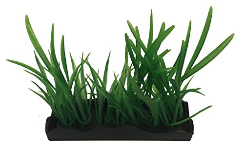 Penn-Plax Aqua-Scaping Medium Hairgrass Strauß Pflanze 5 Stück PDQ von Penn-Plax