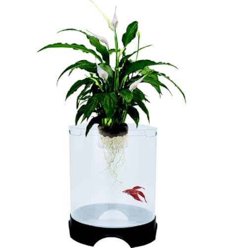 Penn-Plax Aquaponic Betta Aquarium, fördert eine gesunde Umwelt für Pflanzen und Fische von Penn-Plax