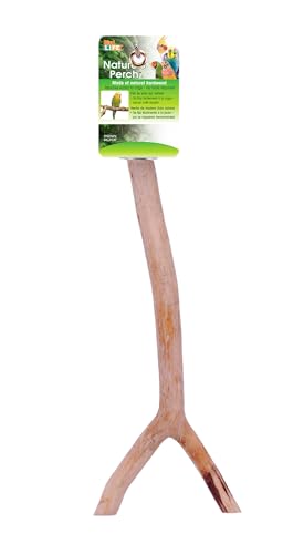 Penn-Plax Sitzstange in Y-Form, aus Holz, mittelgroß Penn-Plax Sitzstange in Y-Form, aus Holz, mittelgroß von Penn-Plax
