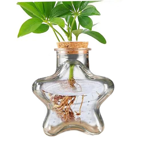 Terrariumpflanzen, Moss Terrarium Kit, 230 ml klare fünf Sterne geformte saftige Töpfe, lustige DIY PE Desktop Terrarium, einfache Pflegeblumentöpfe für Home Office Desk Pflanze Blume Blume von Pesoncarl
