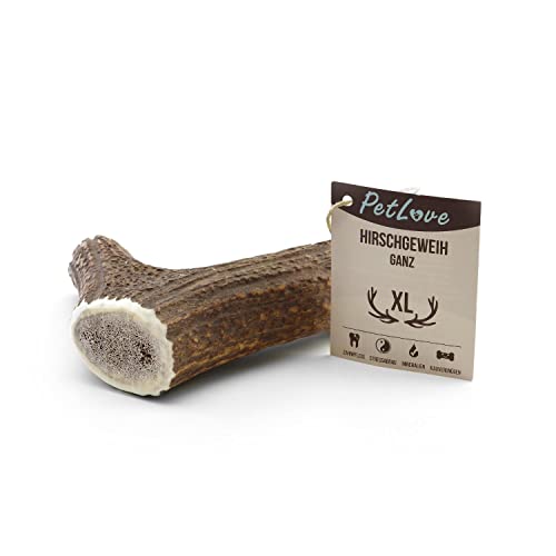 PetLove Geweihstange ganz für Hunde & Welpen • Hirschgeweih Hund • Natürliches Geweih • Kauspielzeug Größe XL (226-275g) von PetLove