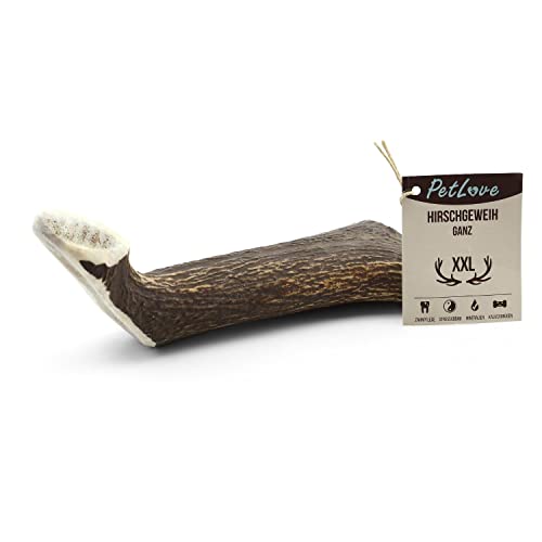 PetLove Geweihstange ganz für Hunde & Welpen • Hirschgeweih Hund • Natürliches Geweih • Kauspielzeug Größe XXL (276-350g) von PetLove