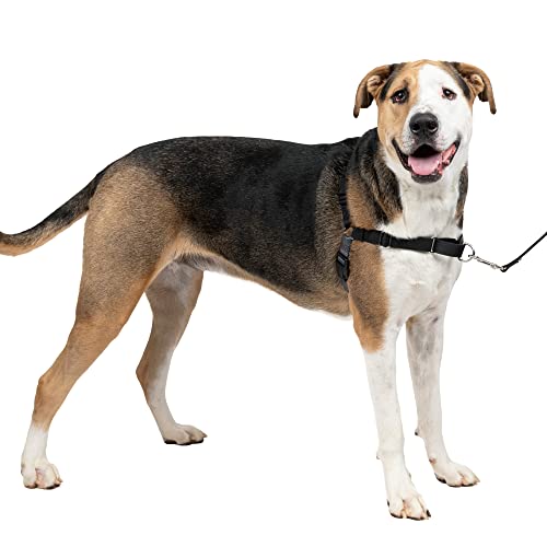 PetSafe, Easy Walk Hundegeschirr, das ultimative Geschirr gegen Ziehen bei Spaziergängen, übernimm die Kontrolle und lehre EIN besseres Leinenverhalten, X-Large, Dunkelgrau/Schwarz PetSafe, Easy Walk Hundegeschirr, das ultimative Geschirr gegen Ziehen bei Spaziergängen, übernimm die Kontrolle und lehre EIN besseres Leinenverhalten, X-Large, Dunkelgrau/Schwarz von PetSafe