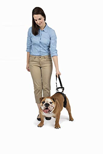 PetSafe CareLift Stützgeschirr für hinten, Zughilfe mit Griff und Schultergurt, passend für Taillenumfang 48,3–78,7 cm, Hundegewicht 15,9–31,8 kg, Größe M, Schwarz PetSafe CareLift Stützgeschirr für hinten, Zughilfe mit Griff und Schultergurt, passend für Taillenumfang 48,3–78,7 cm, Hundegewicht 15,9–31,8 kg, Größe M, Schwarz von PetSafe