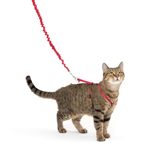 PetSafe Come with Me Kitty Geschirr und Bungee-Leine, Geschirr für Katzen, Größe M, Rot/Cranberry, Modell: CWMK-M-RED von PetSafe