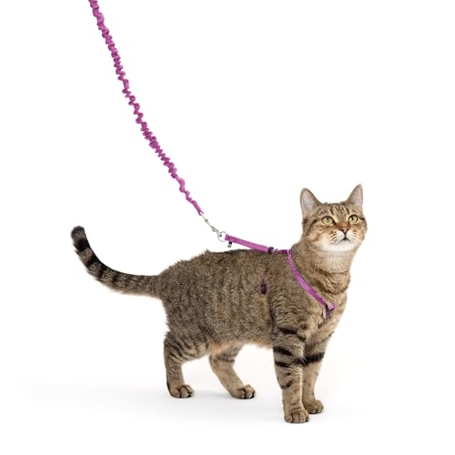 PetSafe Come with Me Kitty Geschirr und Bungee-Leine, Geschirr für Katzen, klein, Dusty Rose/Burgunderrot von PetSafe