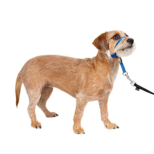 PetSafe Sanfter Führer Halsband mit Trainings-DVD PetSafe Sanfter Führer Halsband mit Trainings-DVD von PetSafe