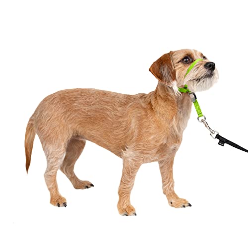 PetSafe Sanfter Führer Halsband mit Trainings-DVD PetSafe Sanfter Führer Halsband mit Trainings-DVD von PetSafe
