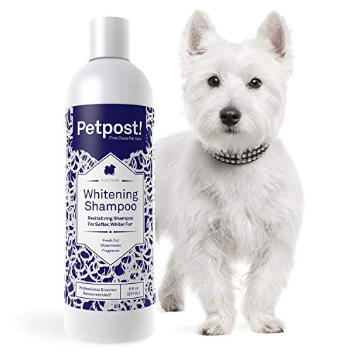 Petpost | Aufhellendes Schampoo für Hunde - Die Beste Behandlung für Hunde mit weißem Fell - Hundeshampoo mit Beruhigendem Wassermelonen-Geruch - 474 ml. von Petpost