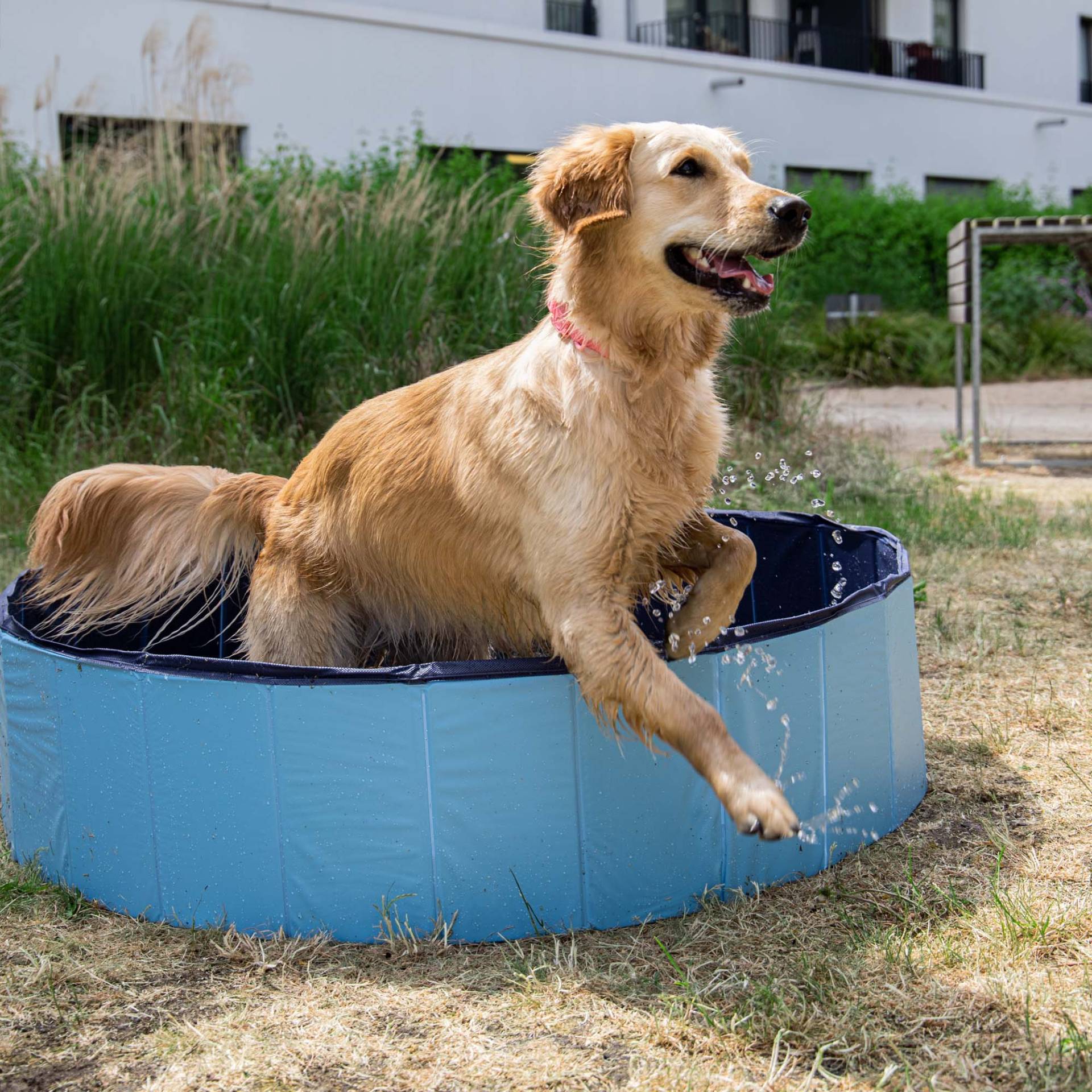 Warmako CoolPets Dog Pool - Large von Pets Deli