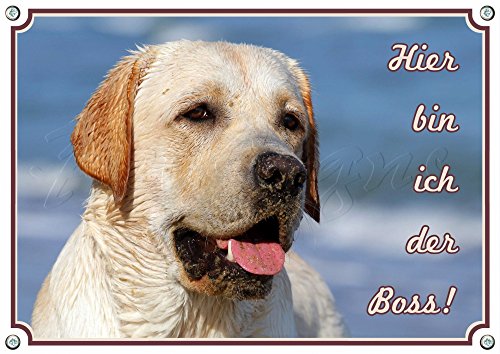 Hundeschild Blonder Labrador Retriever - wetterbeständiges Aluminiumschild, 1. DIN A5 von Petsigns